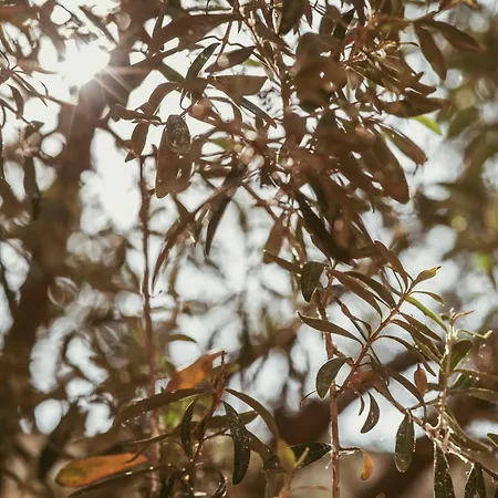 Hotel Electra Stavros (Thessaloniki)