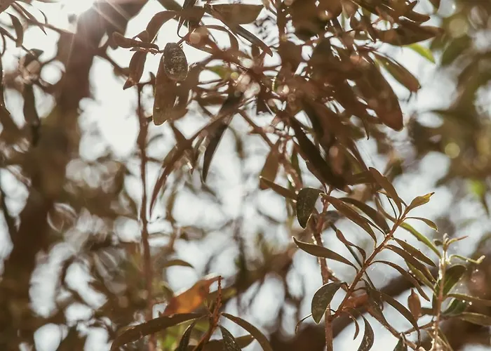 酒店 伊莱克特拉酒店 斯塔夫罗斯